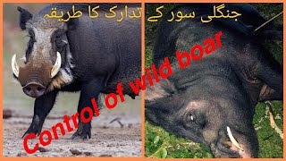 Control of Wild Boar🐗 جنگلی سور کا تدارک Jangli Soar ka Control [upl. by Eatnoj]