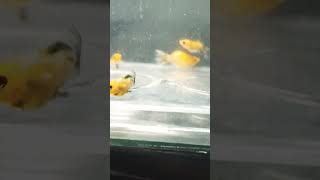 Pikachu veiltail balloon molly cttoaudio balloonmolly fish fishtank mollyfish [upl. by Ramgad]