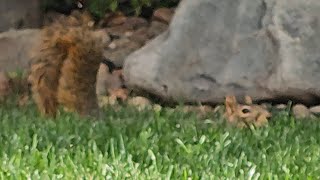 Submerged in grass while splooting 🐿️ [upl. by Schindler]