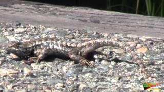 RPV Lizard Pooping Blue Belly Western Fence﻿ Lizard [upl. by Ettezzil]