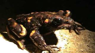 Telmatobufo venustus Anfibios de Chile [upl. by Ayhay]