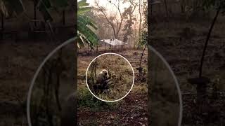 😳🐵Langurs live in small groups of between 210 individuals ytshortsindia youtubeindiaytshorts [upl. by Nytsrik]