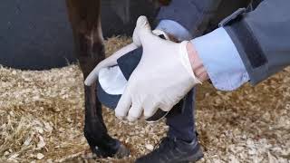 Applying a Hoof Poultice [upl. by Adalia]