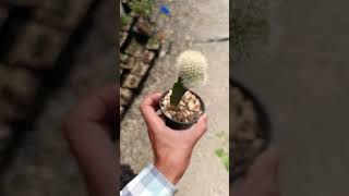 Unos cactus injertados houseplants indoorplants succulents cactus plants flowers injertos [upl. by Enilhtak]