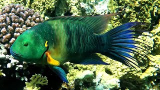 Broomtail wrasse Cheilinus lunulatus male 4K [upl. by Nayrb]