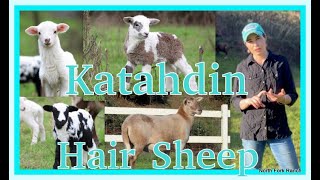 KATAHDIN HAIR SHEEPLAMBING lambing sheep katahdin farming [upl. by Ocnarf302]