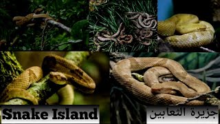 Snake Island The Deadliest Place on Earth [upl. by Gulick770]