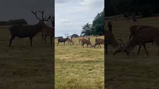 “Reindeer vibes peaceful grazing turned into a horntohorn showdown 🦌✨ MajesticCreatures” [upl. by Ala10]