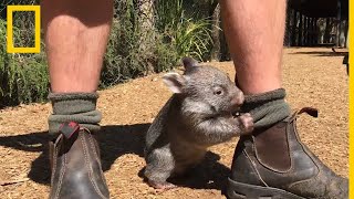 Los vídeos de animales más adorables  National Geographic en Español [upl. by Eleynad]