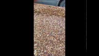 How to repair your concrete steps with Pebble Stone Flooring [upl. by Aseek]