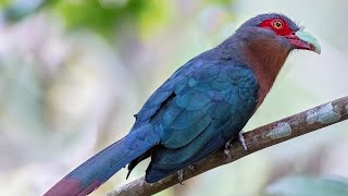 MALKOHA BIRD SOUND CALLhmetv5490 [upl. by Livingstone]