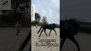 Longeren in de rijbaan houdt de lijn slap horsetraining horse horsetrainer paarden [upl. by Notneuq]