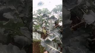 Last broccoli farming 😍😍😍 [upl. by Hearn]