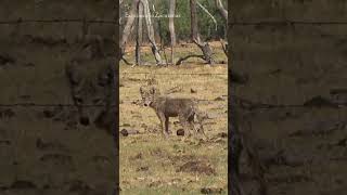 Un Coyotito en la presa del Tesorero [upl. by Ap]