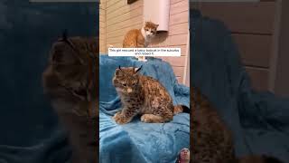 This girl rescued a baby bobcat in the suburbs and raised it animalshorts shortvideo [upl. by Luisa]