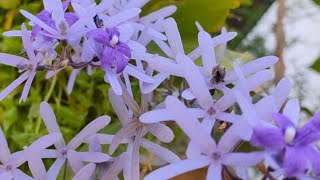 Petrea Volubilis plant care  Sandpaper vine  Flowering climbers on our front porch [upl. by Kelley]