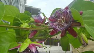 giant granadilla passion fruit vine flowers bloom sept212017 [upl. by Candace]