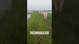 Ha morala ha [upl. by Harod]