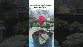 Cyclamen flower transformation single to multiple [upl. by Janot213]