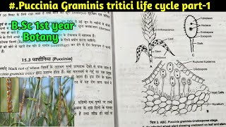 Puccinia Graminis tritici life cycle part1  BSc first year Botany 1st semester  BSc Botany [upl. by Lockhart]