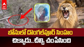 Lion Attack At Tirupati Zoo Park  సింహం బోనులోకి దూకేశాడా ఎందుకా పిచ్చి పని  ABP Desam [upl. by Kenwrick]