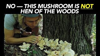 No — This Mushroom Is NOT Hen Of The Woods [upl. by Enram]