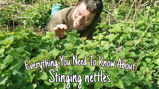 Stinging Nettle  Wild Food Medicine amp History 💚 [upl. by Attenol]