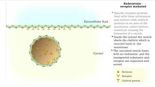 Endocytosis  pinocytosis receptor mediated and Transcytosis [upl. by Torrance]