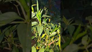 Chilli 🌶 plant with chillies nature birdsong birdsingingmusic birds insects tropicalfruit [upl. by Yousuf]