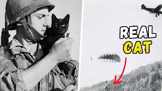 Real Parachuting Cats Fought Malaria by doing only this [upl. by Ayo498]