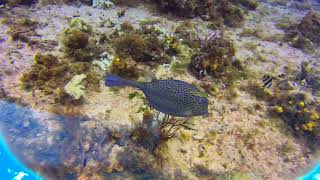 Honeycomb Cowfish  10042024 [upl. by Annet]