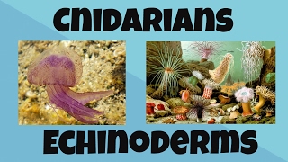 Cnidarians and Echinoderms [upl. by Llerdna563]