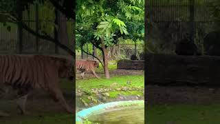 Alipore zoo kolkata [upl. by Bach]