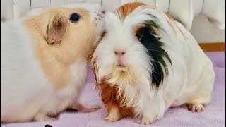 New Guinea Pig Introduction amp Bonding [upl. by Ennovihc]