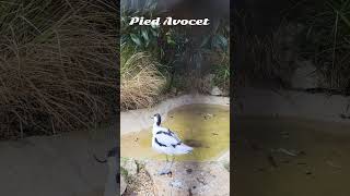 Pied Avocet bird foryou piedavocent birds youtubeshorts [upl. by Careaga]