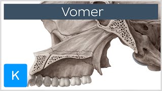 Vomer Bone  Definition amp Location  Human Anatomy  Kenhub [upl. by Naliorf]