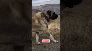 Maşallah tam aslan🧿💯 kangaldog köpek kangal dogs shortvideo animals kopek dog puppy [upl. by Nodnnarb]