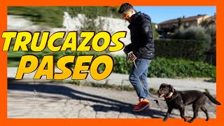 Mejora vuestro PASEO CON CORREA 🐶  Consejos Adiestramiento Canino 📝 [upl. by Jania948]