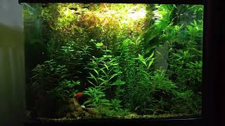 NO CO2 Low Tech Planted Aquarium│Low tech Aquascaping│Hygrophila polysperma Guppy Jungle [upl. by Ettenig]