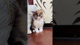 Billu ke bacche ka khel😁catcomedy billucat sajidcat cat billicomedy catvideo viralcat [upl. by Alenas47]