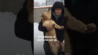 Il cane trovato per strada ha disperato bisogno di aiuto 🥺 shorts [upl. by Cohbert]