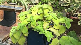 PLECTRANTHUS AMBOINICUS  MEXICAN MINT  edible plant [upl. by Frederico67]