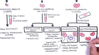 Anaemia anemia  classification microcytic normocytic and macrocytic and pathophysiology [upl. by Janis]