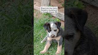 Disponíveis blue heeler boiadeiro Australiano em Espigão DoesteRO Contato 69993847999 [upl. by Adnalro]