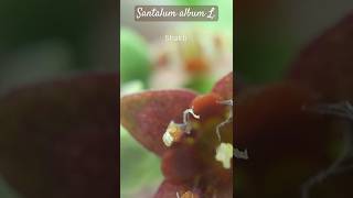 Magnified flower of Santalum album L Santalaceae Sandalwood flower sandalwood sandalwoodnews [upl. by Harberd]