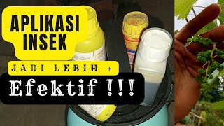 cara aplikasi insektisida yang efektif pada tanaman anggur import [upl. by Ayahs]