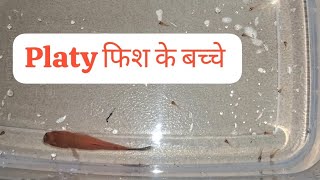 Platy Fish Frys केयर मछली के बच्चे platy [upl. by Ecnerat679]