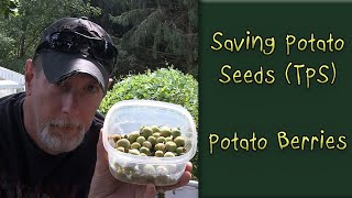 Saving Potato Seeds TPS  Potato Berries [upl. by Lebama]