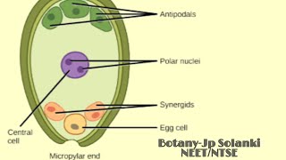 Megasporogenesis formation of megaspore from megaspore mother cell [upl. by Pan]