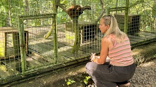 Dutch travel influencer discovers animal suffering in Balis tourism industry [upl. by Llednek]